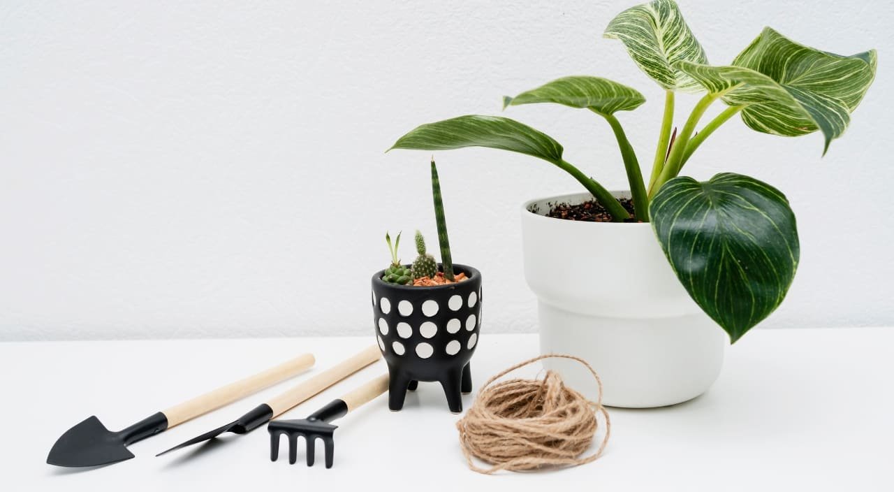 5 consejos esenciales para cuidar tus plantas de interior