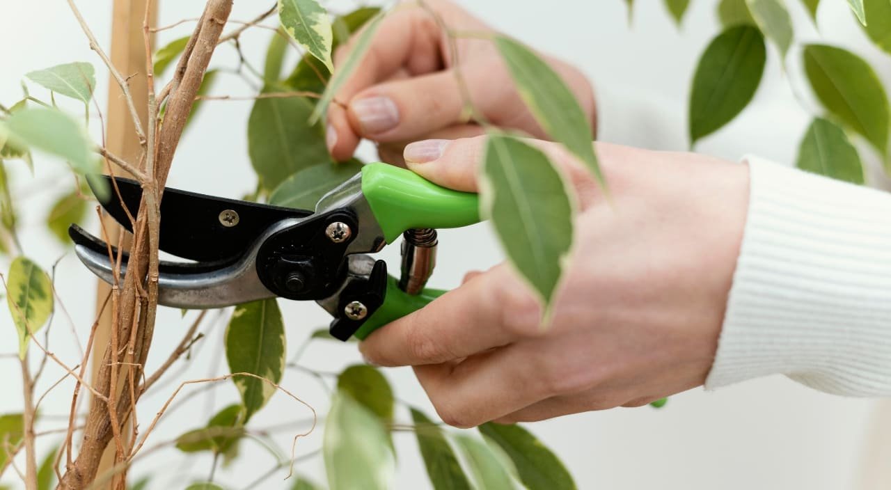 Cómo podar correctamente las plantas de interior