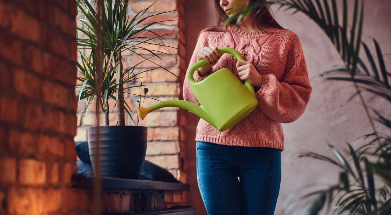 Cómo regar correctamente las plantas de interior: Guía definitiva