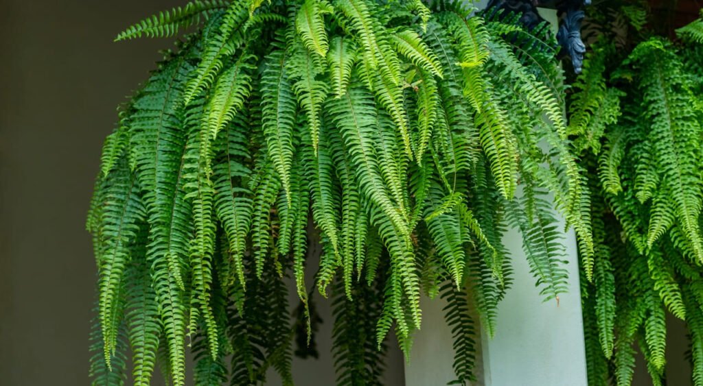 Las plantas colgantes interior poca luz, como esta hermosa helecho, son perfectas para añadir un toque verde y fresco en espacios con baja iluminación. Sus hojas largas y exuberantes caen en cascada, creando una atmósfera relajante y natural, ideal para decorar cualquier rincón de tu hogar sin necesidad de luz directa del sol.