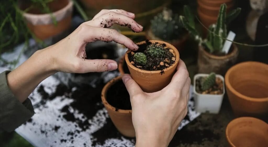 Manos cuidadosas trabajan con dedicación mientras trasplantan un pequeño cactus a una nueva maceta de barro. El entorno, lleno de tierra, macetas y otras plantas, refleja el amor por la jardinería y la conexión con la naturaleza. Este proceso forma parte del cuidados con las plantas de interior, asegurando que crezcan sanas, fuertes y llenas de vida en cualquier espacio del hogar.