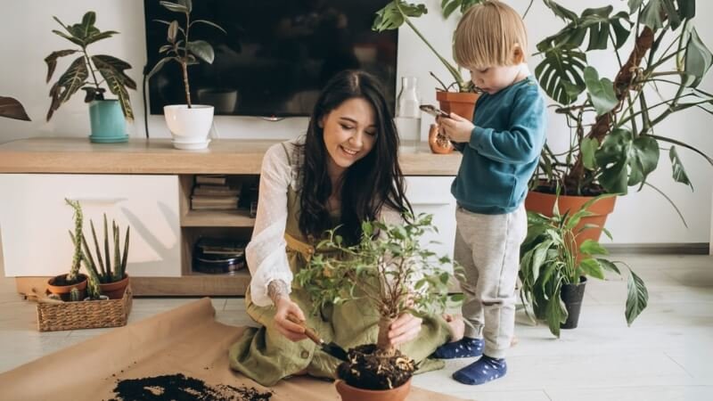 Plantas Interior Seguras para Hogares con Niños Pequeños