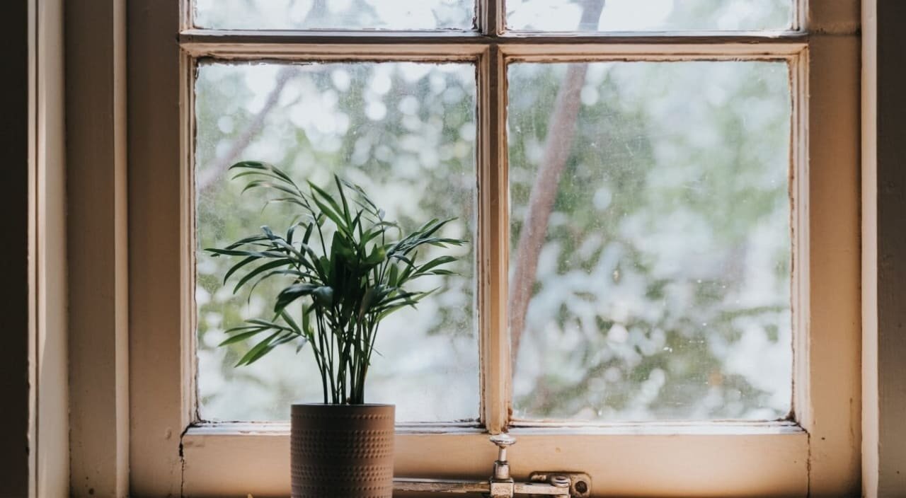 Plantas que sobreviven con poca luz: 8 opciones y cuidados