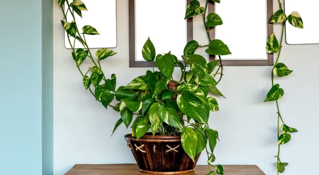 Esta imagen muestra una Potus (Epipremnum aureum) enredadera, una variedad ideal para interiores, colocada en una maceta decorativa. Las plantas que sobreviven con poca luz como esta, son perfectas para aquellos espacios donde la luz natural es limitada, ya que se desarrollan bien con poca exposición al sol, añadiendo un toque natural y refrescante a cualquier habitación.