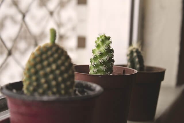 En la imagen se pueden ver tres cactus pequeños en macetas rojas, colocados sobre una ventana. Los cactus tienen diferentes formas y tamaños, lo que agrega variedad al ambiente. Aunque son plantas resistentes, es importante saber cómo regar correctamente las plantas de interiornpara no excederse con el agua, ya que los cactus necesitan muy poca humedad para prosperar.