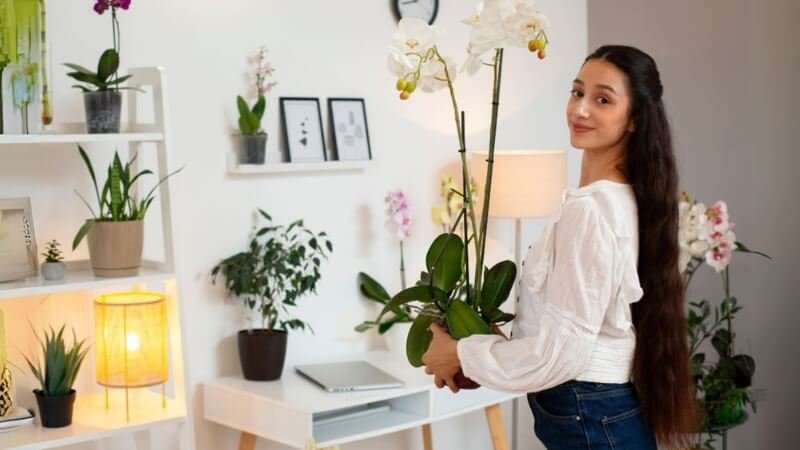 Aprende a decorar tu hogar con plantas de interior: Sencillo y fácil