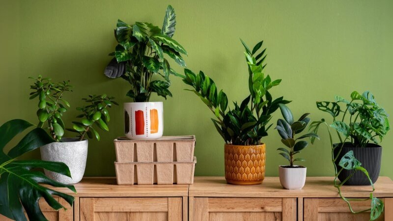 Aprende a decorar tu hogar con plantas de interior Sencillo y fácil
