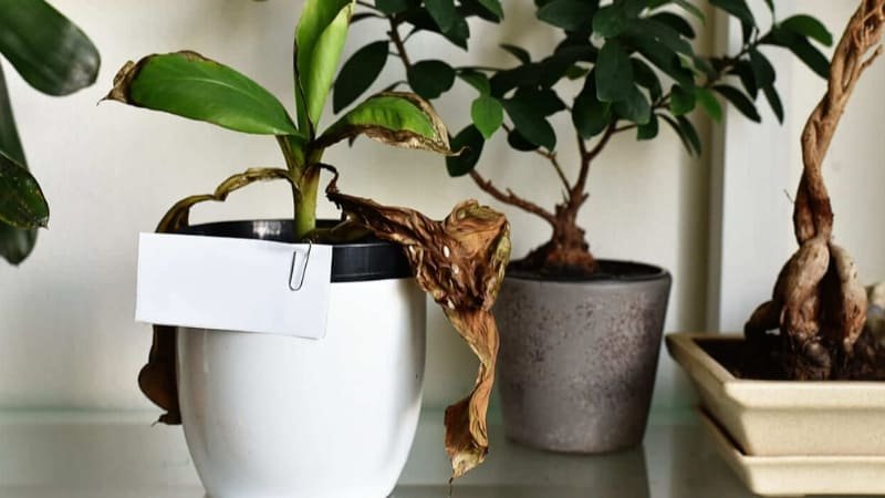 10 errores al cuidar plantas de interior: Cómo evitarlos