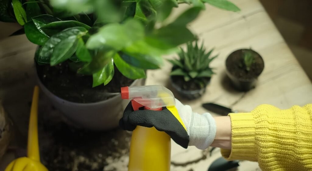En la imagen, se muestra una persona aplicando un abono líquido en una planta de interior utilizando un rociador. Este tipo de cuidado es esencial para mantener las plantas saludables, proporcionando nutrientes directamente a las hojas y el suelo. El uso regular de abono para plantas de interior ayuda a asegurar un crecimiento óptimo y un desarrollo vigoroso en el entorno cerrado, favoreciendo la salud general de las plantas.