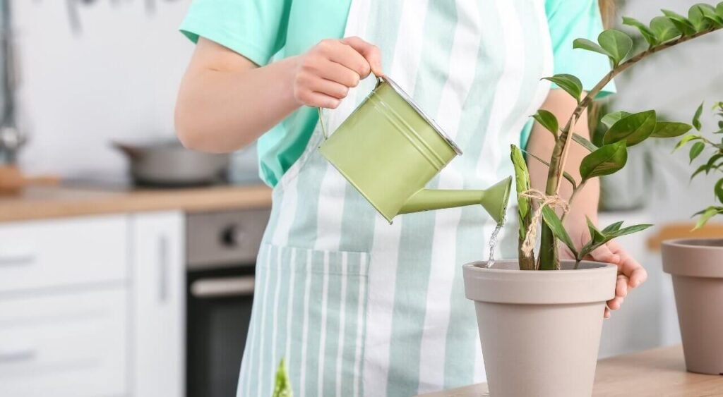 En la imagen, una persona con camiseta verde y delantal está regando una planta en una maceta beige dentro de su hogar. El ambiente es luminoso y moderno, con una cocina de fondo. Este momento resalta la importancia de saber cómo regar las plantas de interior, ya que cada tipo de planta tiene sus propias necesidades de agua para crecer de manera saludable, evitando tanto el exceso como la escasez