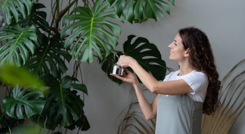 Monstera Deliciosa para interiores: cuidados, propagación y consejos