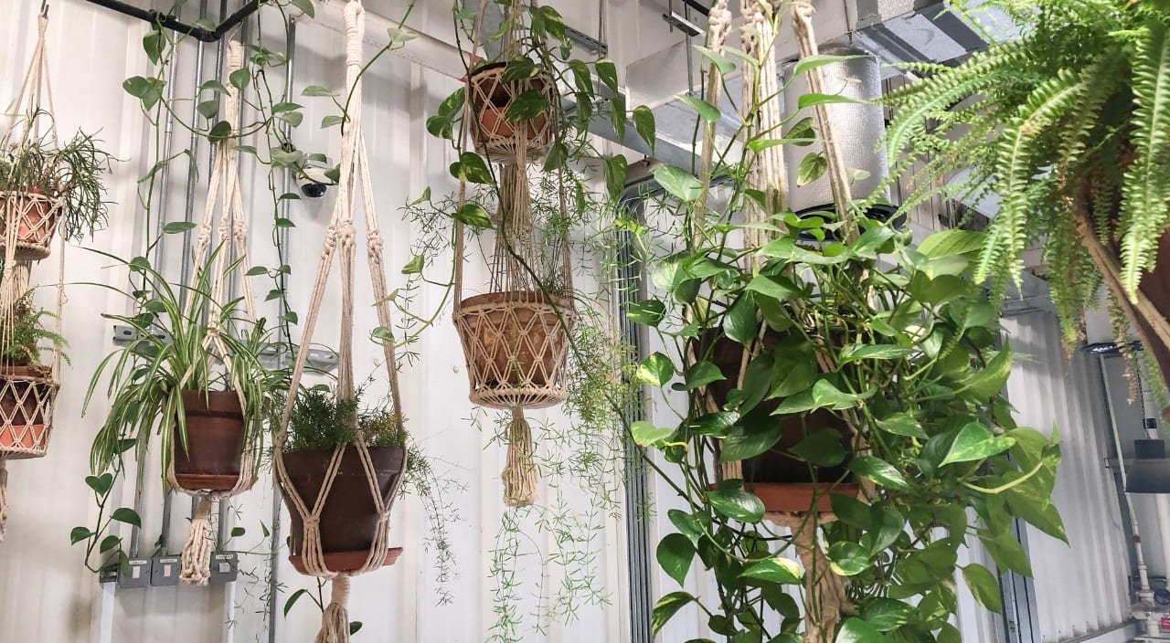 Plantas colgantes de interior con poca luz: las 21 mejores para decorar