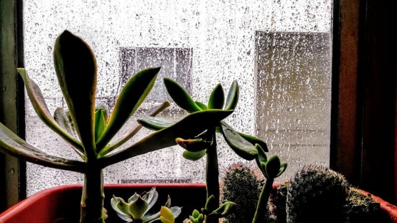 Las mejores plantas de interior para ambientes húmedos y con poca luz