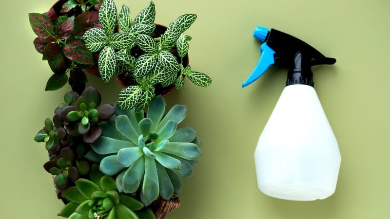 Regar as plantas de maneira correta