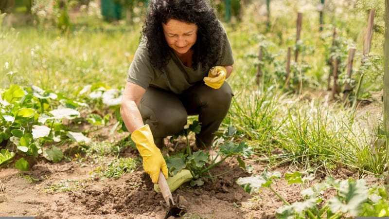 Como preparar o solo para plantar: Passo a passo para quem está começando