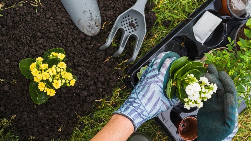 Jardinagem de baixa manutenção: Passo a passo das melhores tecnicas
