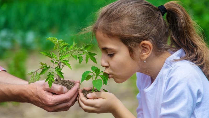 Plantas seguras para crianças com crescimento rápido e de fácil cuidado