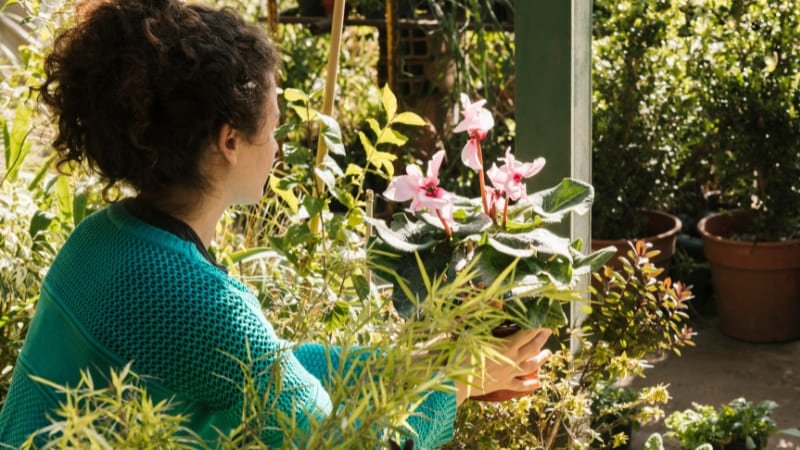 Entenda a luz solar ideal para cada planta: Guia para iniciantes na jardinagem
