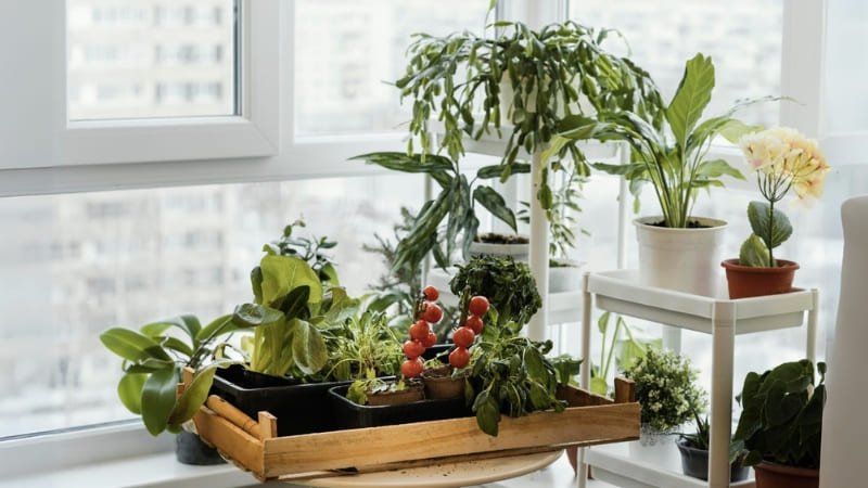 Las mejores plantas para balcones cerrados: Guía completa