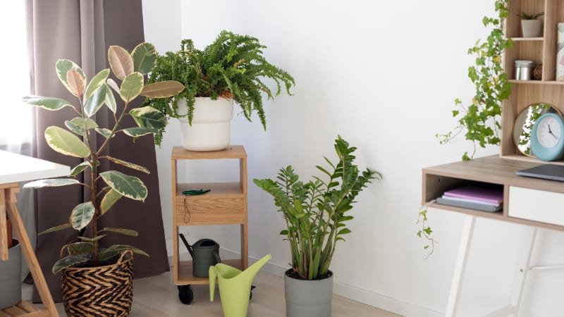 Um conjuto com varias plantas plantas que exigem pouco cuidado