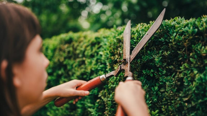 4 Erros Comuns em Jardins de Baixa Manutenção e Como Evitá-los:(foto Freepik)