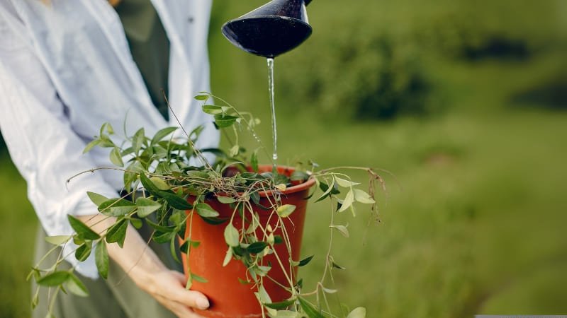 4 Erros Comuns em Jardins de Baixa Manutenção e Como Evitá-los