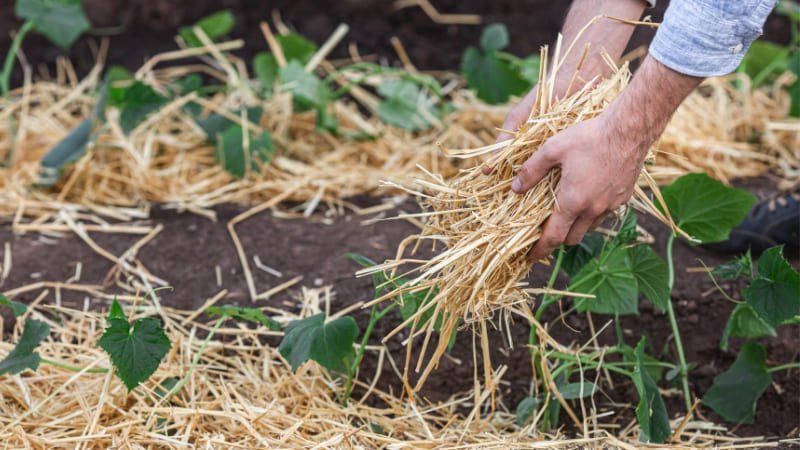 O que è Mulching: Como usar na Manutenção do Jardim