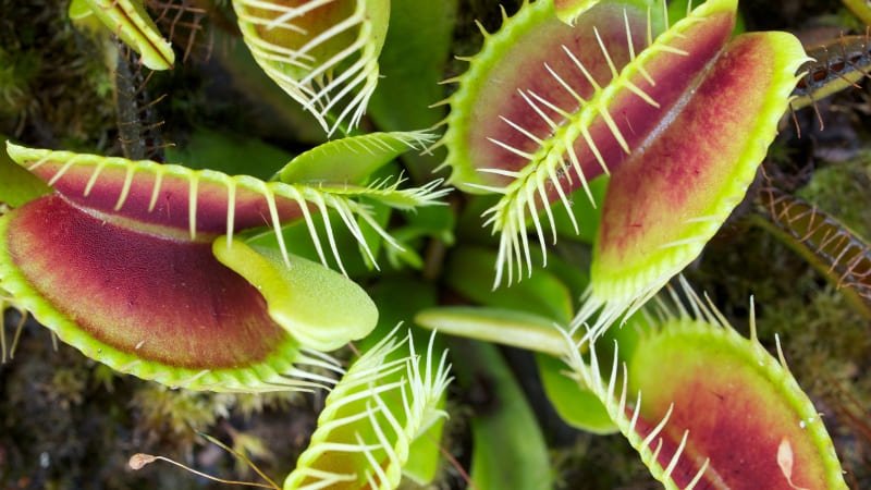 Planta Carnivora Dioneia
