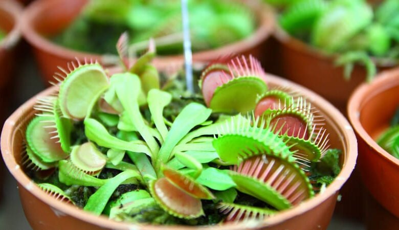 Planta Carnivora Dioneia