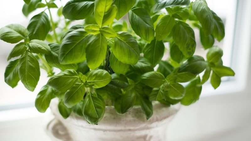 cultivar manjericão em vasos na cozinha1