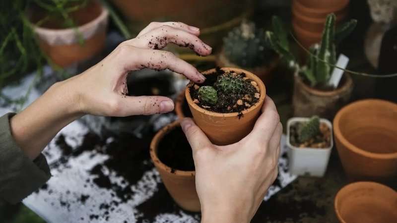 7 Principais erros de quem está começando na jardinagem e como evitá-los