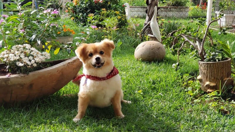 plantas nao toxica para cachorro