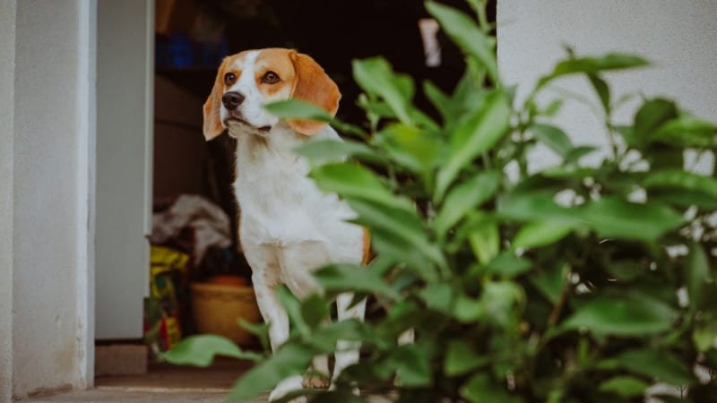 plantas nao toxicas para cachorro