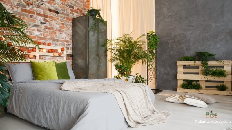 7 plantas para decorar quartos e seus benefícios