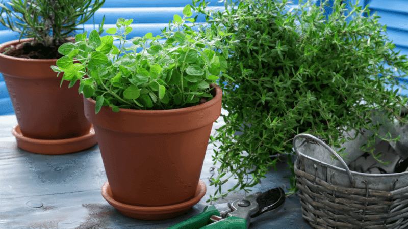 Como Cultivar Ervas em Ambientes Internos e Sem Varanda
