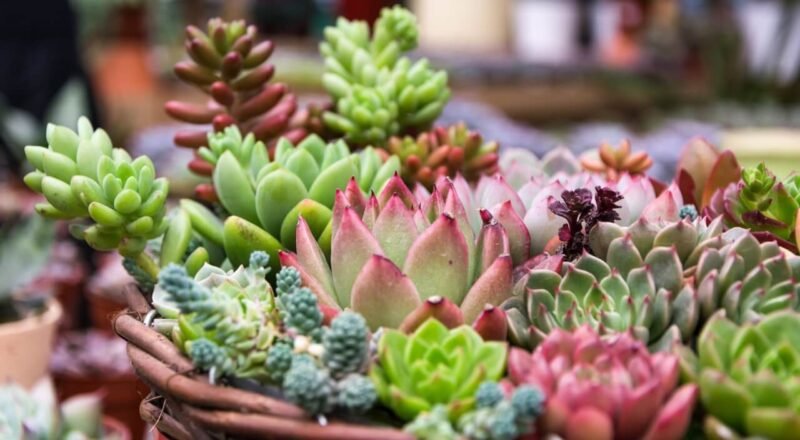 Cuidados com suculentas: Suculentas plantas ideais para quem tem vida agitada
